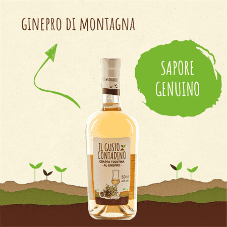 <STRONG>GRAPPA TRENTINA</STRONG><BR>AL GINEPRO