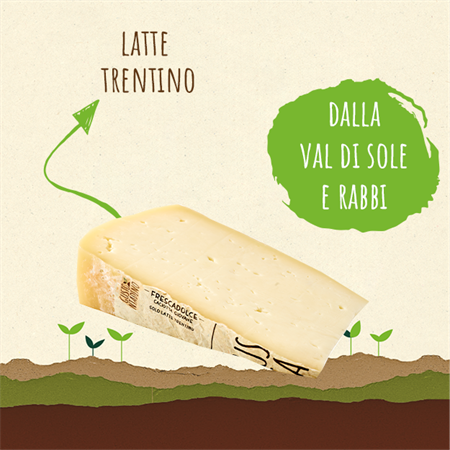 <STRONG>FRESCADOLCE</STRONG><BR>CACIOTTA GIOVANE