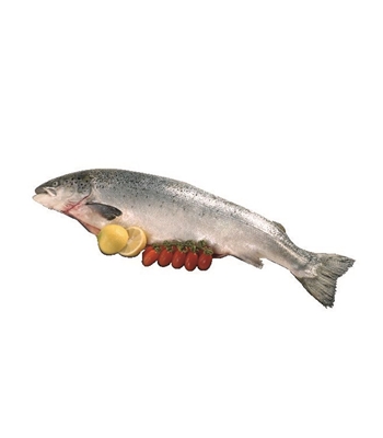 SALMONE al kg SALMONE al kg