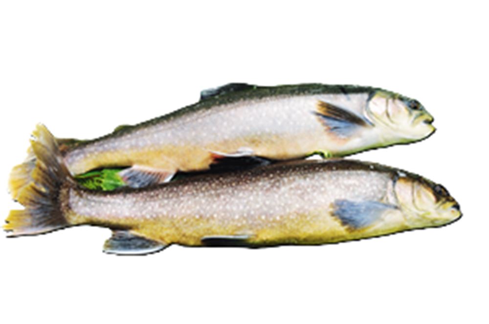 SALMERINO ALPINO  al kg 