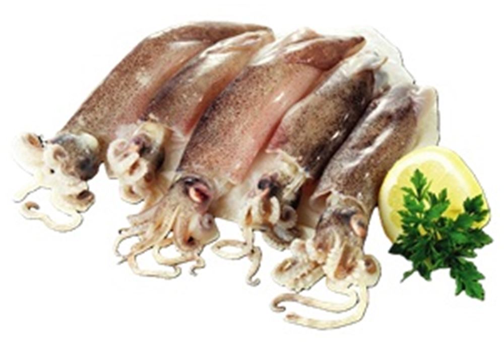 CALAMARO FRESCO al kg 