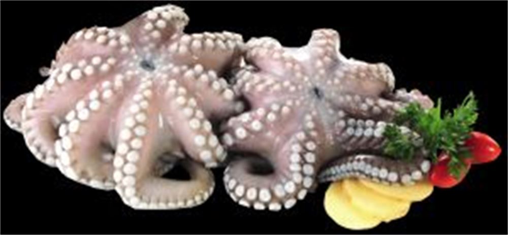 POLPO 800/1200 DECONGELATO al kg 