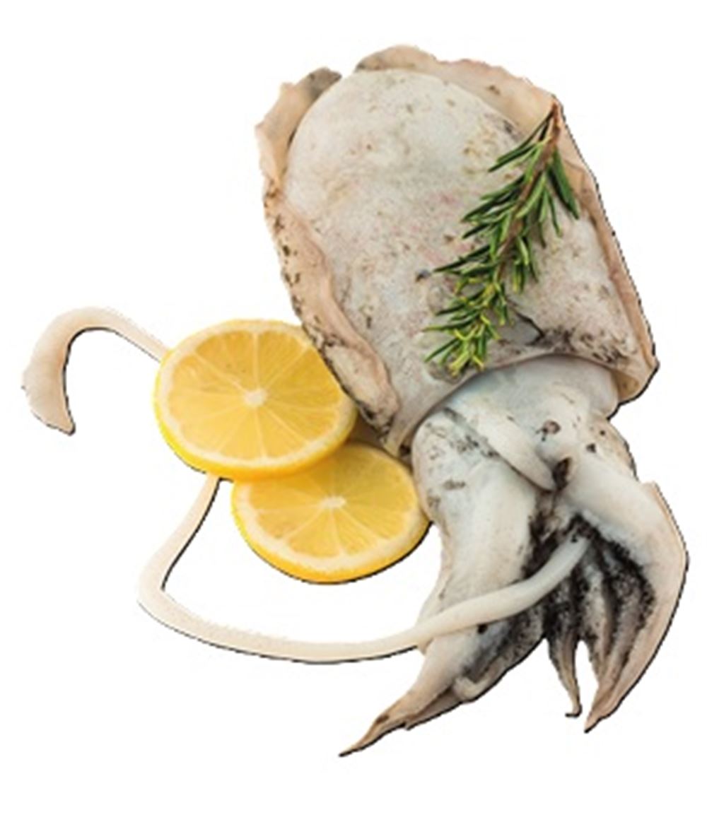 SEPPIA PULITA 500/1000 FRESCA al kg 