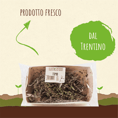 <STRONG>TIMO</STRONG><BR>DEL TRENTINO