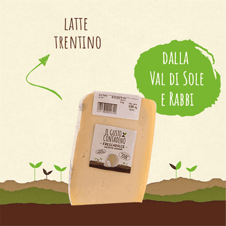 <STRONG>FRESCADOLCE</STRONG><BR>CACIOTTA GIOVANE